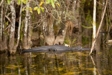Everglades 'te dinlenen Sudaki Timsah