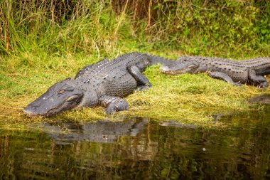 Everglades topraklarında uyuyan timsah