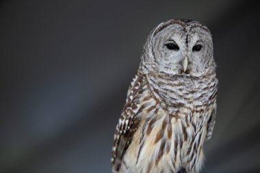 Florida 'ya özgü nesli tükenmekte olan bir Baykuş Yuvası