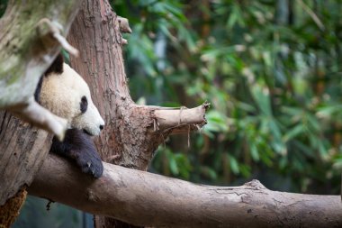 Kopya alanı olan bir ağaçta dinlenen bir panda.