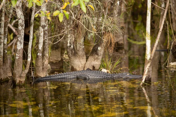 Jacaré Água Descansando Nos Everglades — Fotografia de Stock