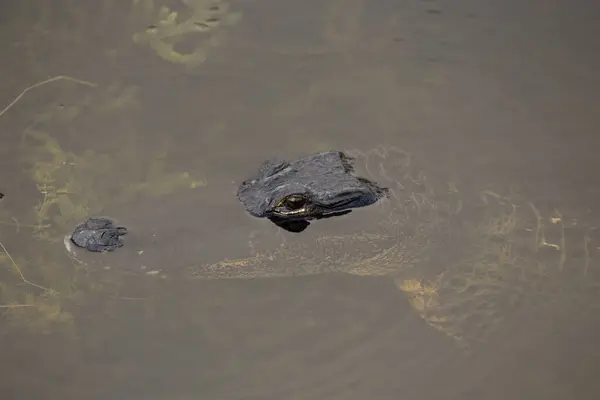 Alligator Stirrar Dig Gör Dig Redo Att Attackera — Stockfoto