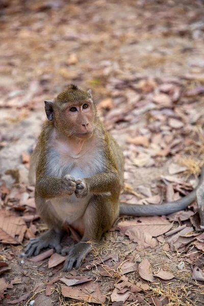 Wild Monkey begging for food with copy space