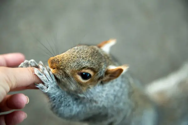 다람쥐 먹이는 닫습니다 — 스톡 사진