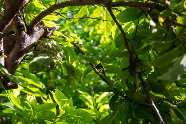 Chirimoya ya da Cherimoya Ağacı 'nda mesaj için yer var