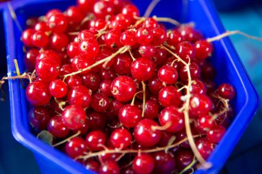 Bir sepet taze toplanmış çilek.