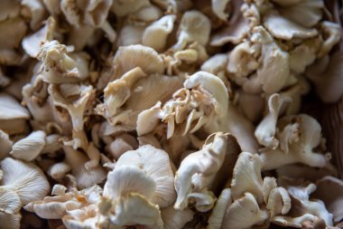 Bir markette bir avuç çiğ istiridye mantarı.