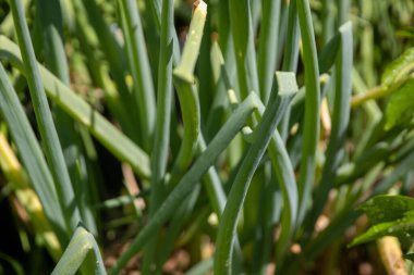 Bahçede bir demet yeşil soğan