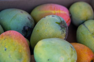 Yeni toplanmış bir kutu mango.