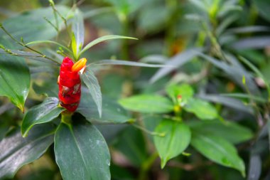 Cüce Fransız Öpücük çiçeği bir bahçede