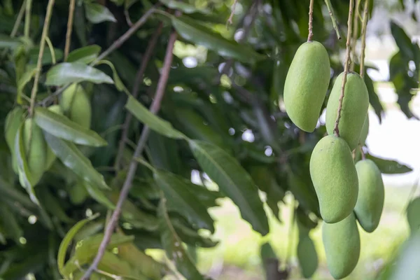 Mango ağacına asılmış birkaç mango.