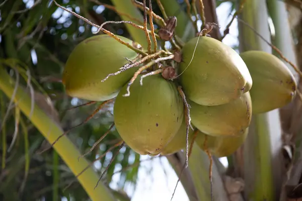 Coconuts Tree Sunny Day — Stock Photo, Image