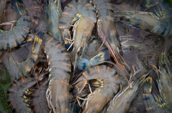 Bunch Freshly Caught Blue Prawns Shrimp — Stock Photo, Image