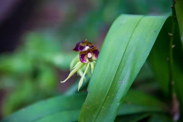 Une Orchidée Noire Qui Regarde Par Derrière Feuille — Photo