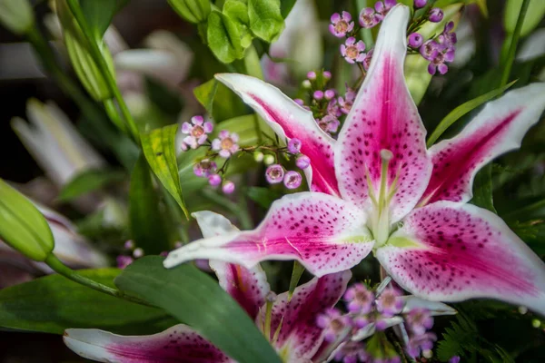 Bouquet Stargazer Lily Keskiosassa Täysin Kukkivat — kuvapankkivalokuva