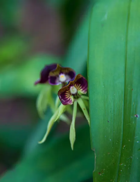 Une Orchidée Noire Qui Regarde Par Derrière Feuille — Photo