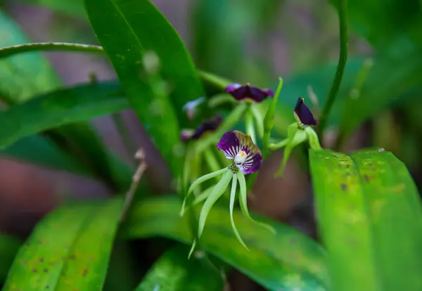 Белизский Национальный Цветок Названием Чёрная Орхидея — стоковое фото