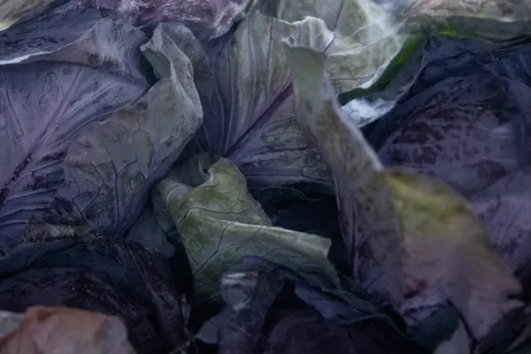 Red Leaf Lettuce Farmers Market — Stock Photo, Image