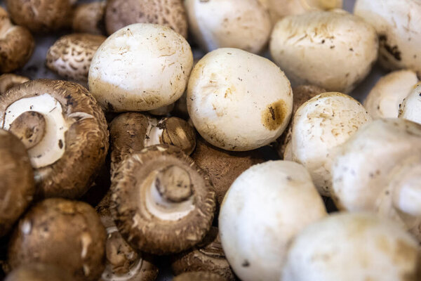 Brown and White Mushrooms at the farmers market