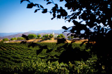 Temecula 'da vinyard' lı bir mülk