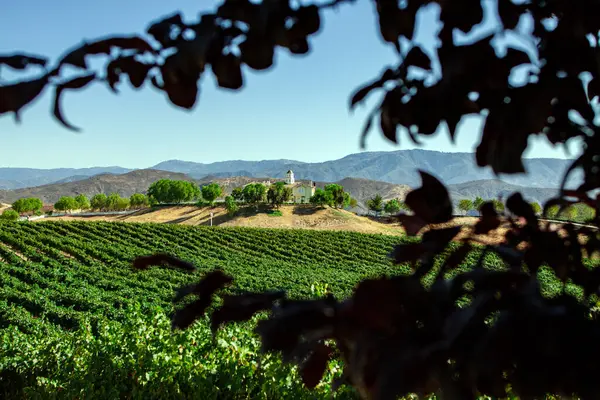 Temecula, California 'da bir üzüm bağında emlak