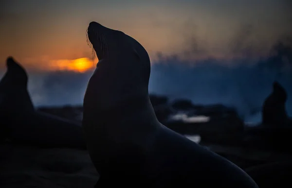 Silhouette of Sea Lions at Dusk looking in the same direction