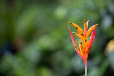 Asya 'daki Sahte Cennet Kuşu