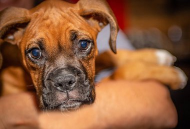 Boksör köpek yavrusu kameraya bakıyor.