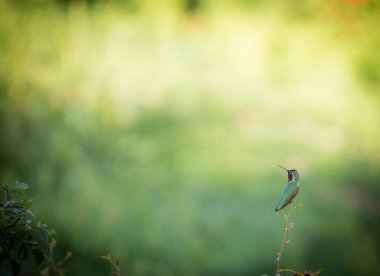 Dal üzerinde dinlenen bir sinekkuşu
