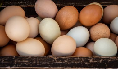 Organik Serbest Çiftlik Taze Tavuk Yumurtaları