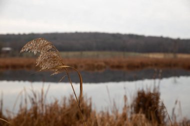 Ipswich 'te rüzgârda sazlık