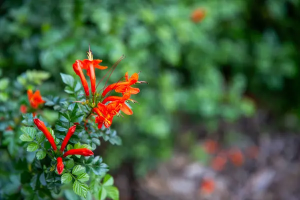 Botanik parkında tekomaria capensis çiçeği