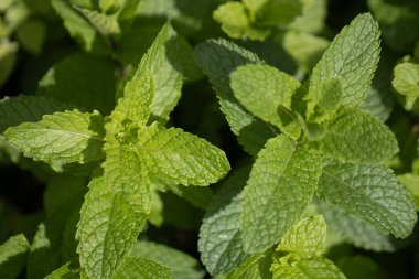 Bahçede yetişen taze nane çalısı