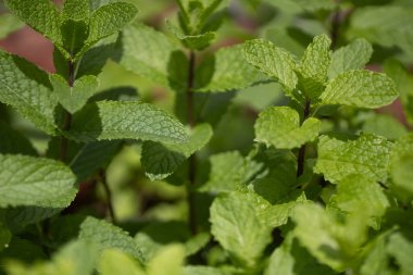 Bahçede yetişen taze nane çalısı