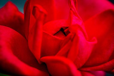 Tek Kırmızı Gül yakından vuruldu.