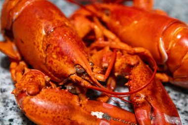 Turna oyunundan tam pişmiş ıstakoz