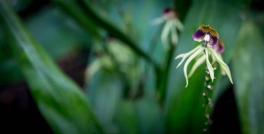 Belize Black Orchid shot in the rain forest clipart