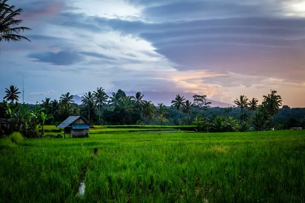 stock image Indonesian Rice Patty in the morning with interesting clouds