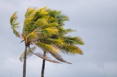 Fırtınadan önce Rüzgardaki Hindistan cevizi ağaçları