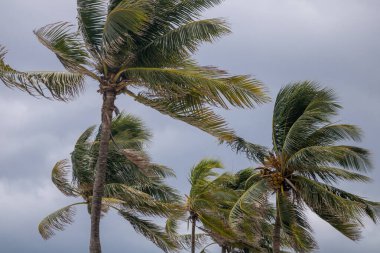 Florida Hindistan cevizi ağaçları rüzgarlı bir günde