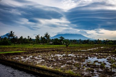 Sabahleyin Endonezya Pirinç Tarlası 'nda ilginç bulutlar bir yanardağın üzerinde