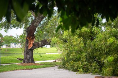 Devrilmiş ağaç yolu tıkıyor.