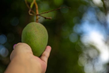 Ağaçta genç bir mango tutuyor.