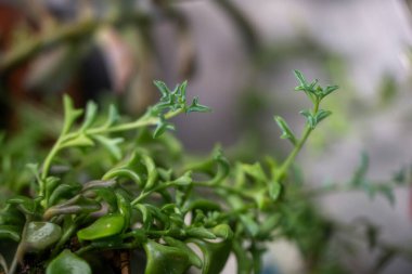 Dolphin Succulent bitkisinin kapağı