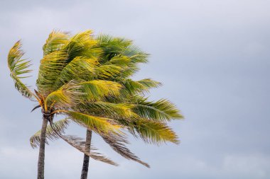 Florida 'da rüzgarda savrulan hindistan cevizi ağaçları