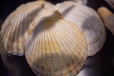 Deniz kabuklarını ya da deniz taraklarını kapat