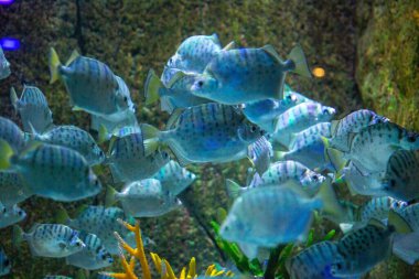 Benekli Scat Fish namı diğer Scatophagus argus