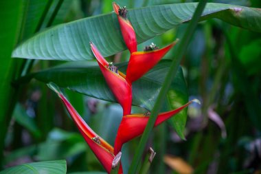 Bereketli bir bahçede tropik kırmızı helikonya çiçeği