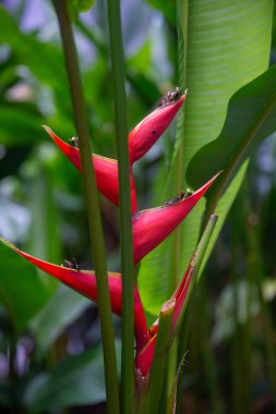 Bereketli bir bahçede tropik kırmızı helikonya çiçeği