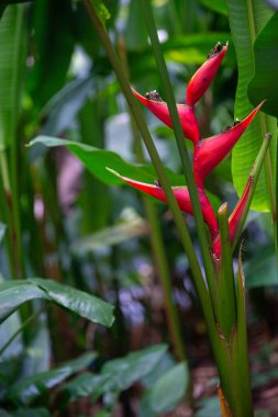 Bereketli bir bahçede tropik kırmızı helikonya çiçeği